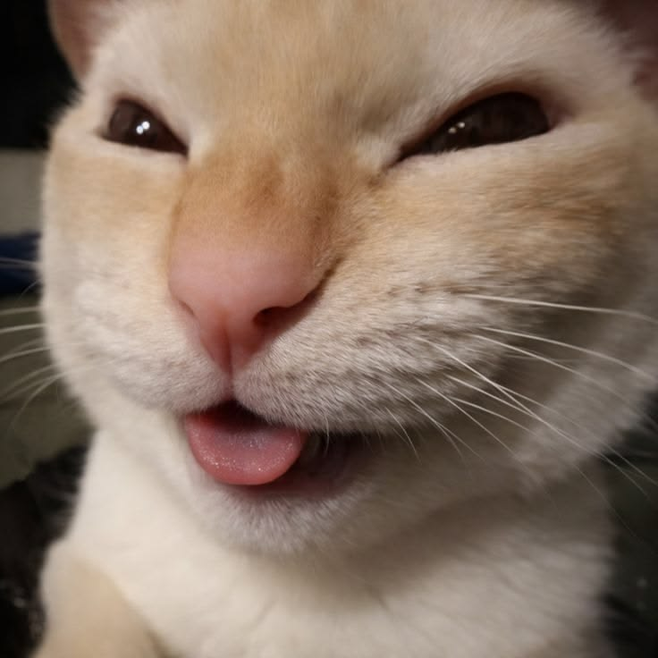 Close-up portrait of the NYEHEHE cat with its tongue out