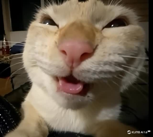 Wide-angle NYEHEHE cat laughing at the camera